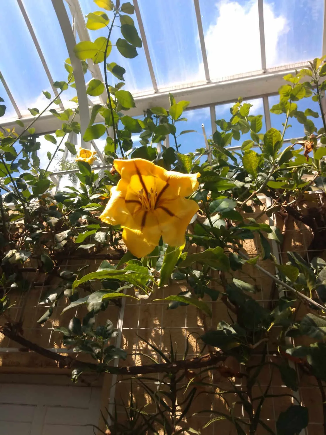 Blumen von Angelique Gebhardt